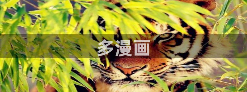 漫蛙漫画网页入口：多漫画